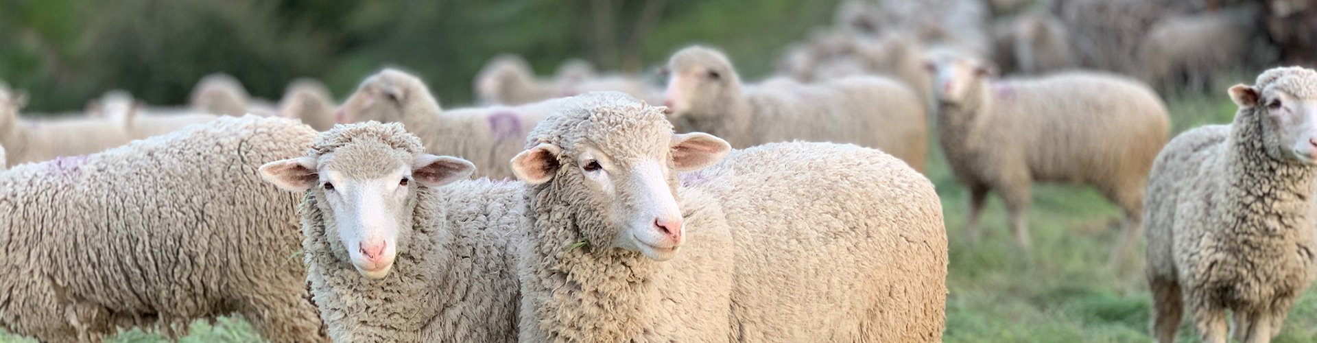 Sheep Farm Equipment