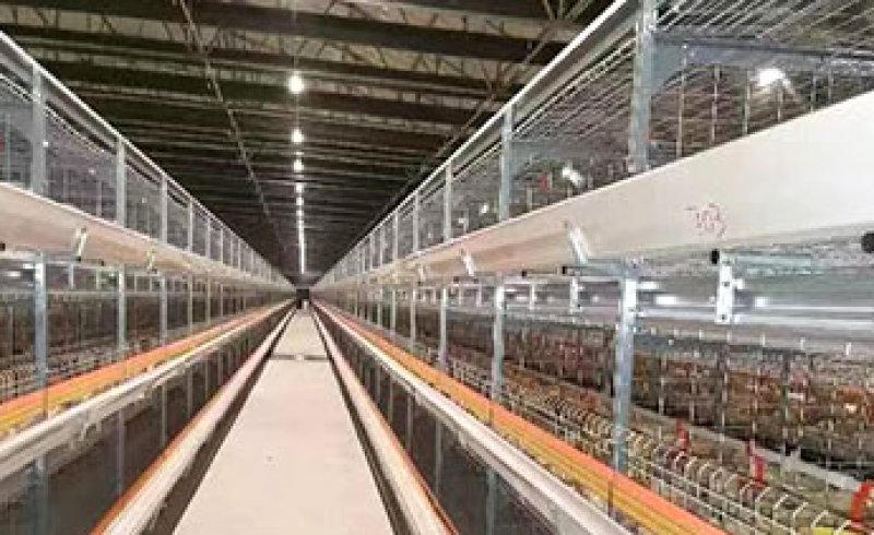 Broiler Farm Project