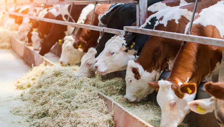 Fattening Techniques Of Beef Cattle