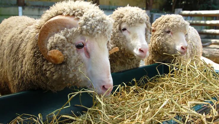 Nutrients Required By Sheep